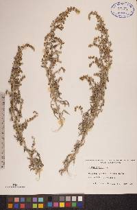 Artemisia absinthium image