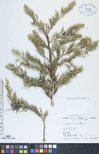 Juniperus horizontalis image