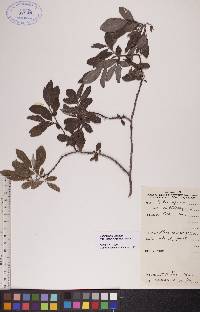 Salix glauca var. cordifolia image