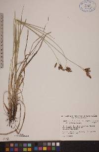 Carex atratiformis image