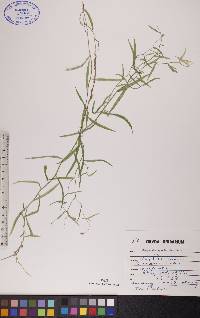 Palustricodon aparinoides image