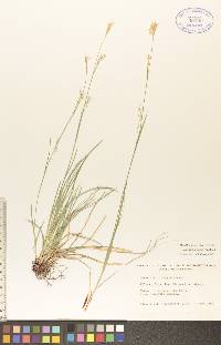 Carex assiniboinensis image