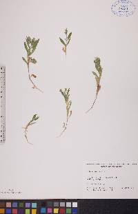 Silene menziesii image