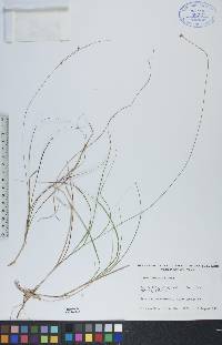 Carex trisperma image