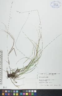 Carex disperma image