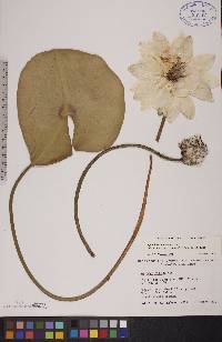 Nymphaea odorata subsp. tuberosa image