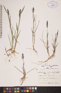 Arctagrostis latifolia subsp. latifolia image