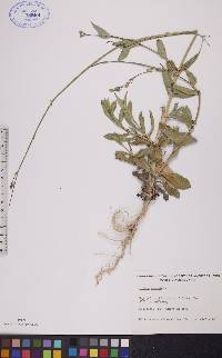 Silene csereii image