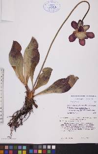 Sarracenia purpurea image