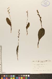 Platanthera obtusata image
