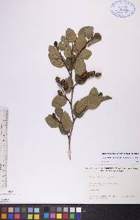 Alnus viridis image