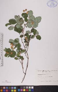 Symphoricarpos albus image