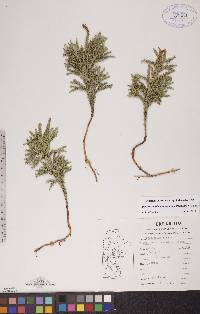 Dendrolycopodium dendroideum image