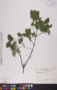 Symphoricarpos albus image