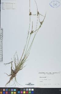 Carex viridula image