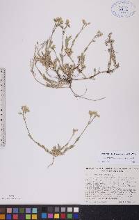 Cerastium arvense subsp. strictum image