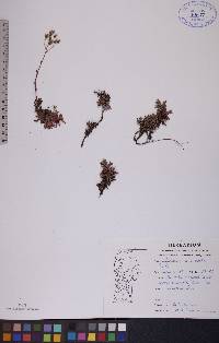 Saxifraga tricuspidata image