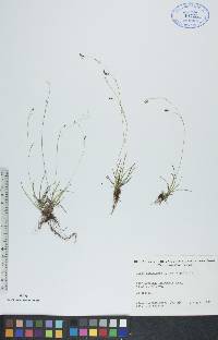 Carex capillaris image