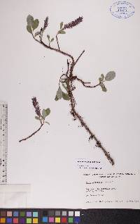 Salix arctophila image