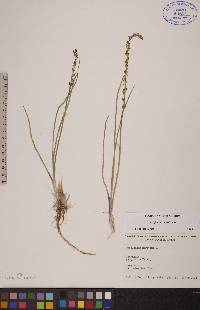 Triglochin maritima image