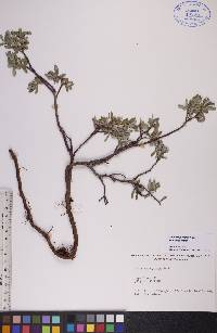 Salix brachycarpa image