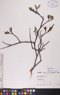 Salix planifolia image