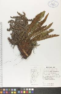 Dryopteris fragrans image