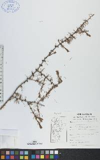 Larix laricina image