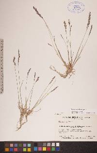 Poa glauca subsp. glauca image