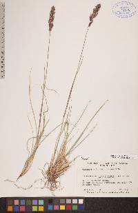 Calamagrostis purpurascens image