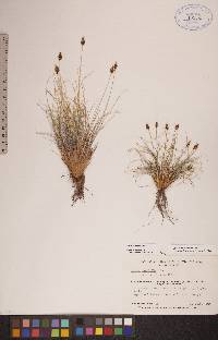 Carex nardina image