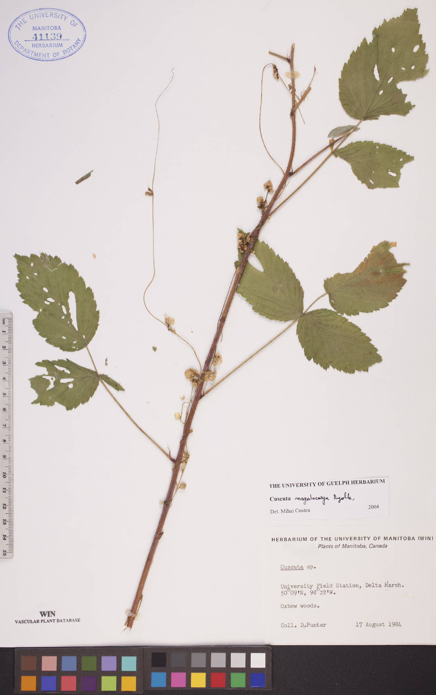 Cuscuta megalocarpa image