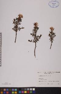 Rhododendron tomentosum subsp. decumbens image