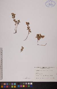 Vaccinium vitis-idaea image