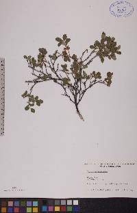 Vaccinium uliginosum image