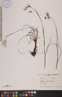 Eriophorum angustifolium image