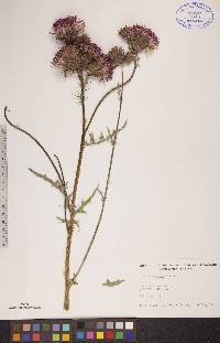 Cirsium muticum image