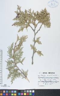 Thuja occidentalis image