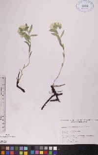 Lithospermum canescens image