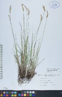 Carex xerantica image