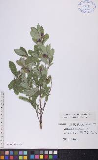 Lonicera oblongifolia image