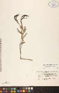 Andromeda polifolia image