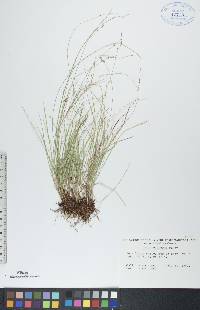 Carex disperma image