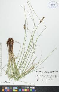 Carex diandra image