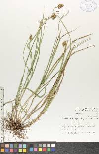 Carex bebbii image