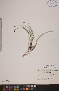 Carex scirpoidea image