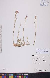 Dianthus deltoides subsp. deltoides image