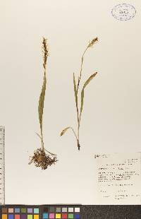 Spiranthes romanzoffiana image