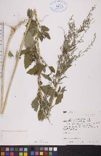 Chenopodium berlandieri var. zschackei image