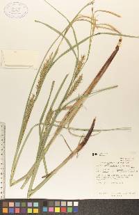 Carex atherodes image